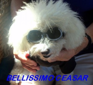Ceasar in his shades 