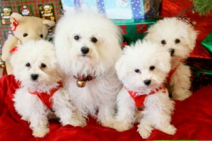 Tizzi & Her Christmas Puppies  
